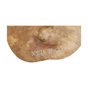 Plaster Jawora 37x33x5cm