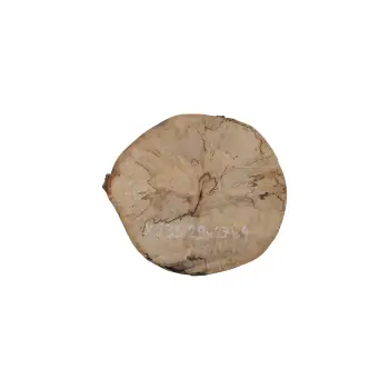 Plaster Jawora 29x27x4cm