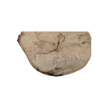 Plaster Jawora 29x27x4cm