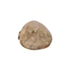 Plaster Jawora 33x31x4cm