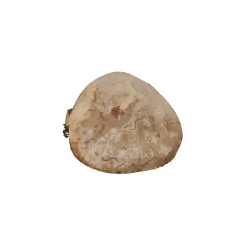 Plaster Jawora 33x31x4cm