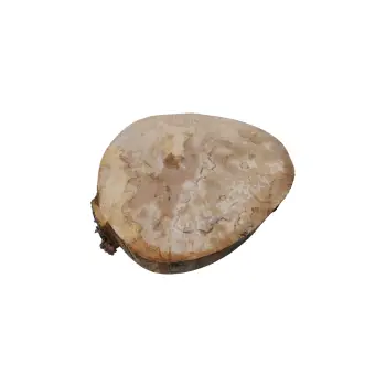 Plaster Jawora 33x31x4cm