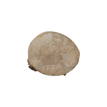 Plaster Jawora 28x26x3,5cm