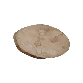Plaster Jawora 28x22x3,5cm