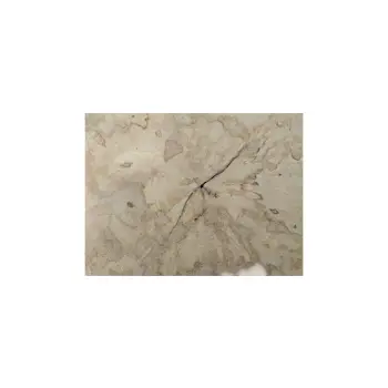 Plaster Jawora 30x26x3,5cm