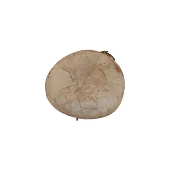 Plaster Jawora 28x25x3,5cm
