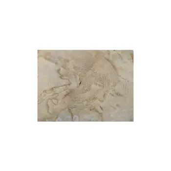 Plaster Jawora 28x25x3,5cm