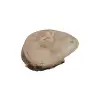 Plaster Jawora 25x21x3,5cm