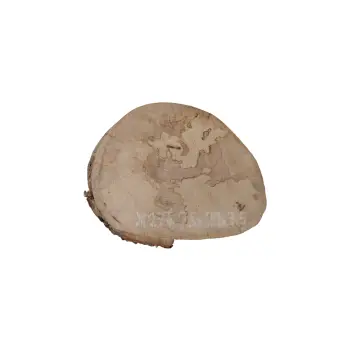 Plaster Jawora 25x21x3,5cm
