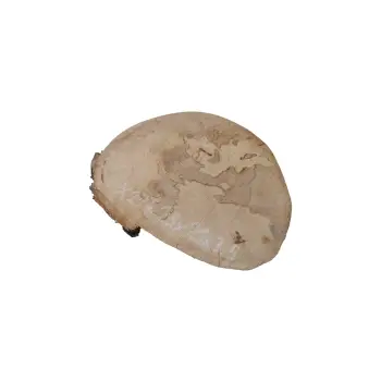 Plaster Jawora 25x21x3,5cm