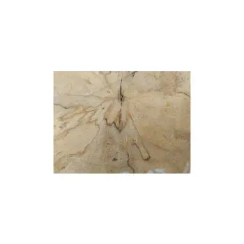 Plaster Jawora 29x27x4cm