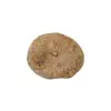 Plaster Jawora 41x35x6cm