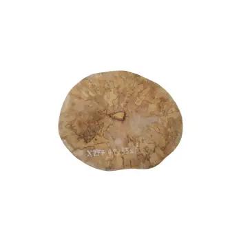 Plaster Jawora 41x35x6cm