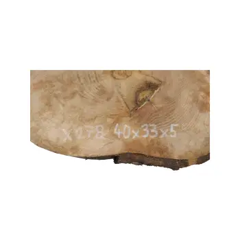 Plaster Jawora 40x33x5cm