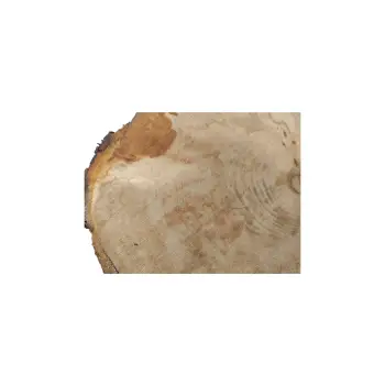 Plaster Jawora 40x33x5cm