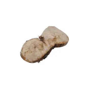 Plaster Jawora 58x39x5cm