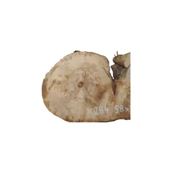 Plaster Jawora 58x39x5cm
