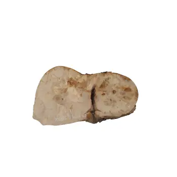 Plaster Jawora 56x35x5cm