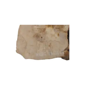 Plaster Jawora 56x35x5cm