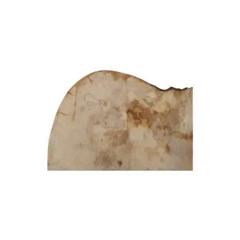 Plaster Jawora 56x35x5cm
