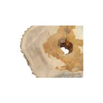 Plaster Jesionowy w Dwóch Kawałkach 105x90x11cm