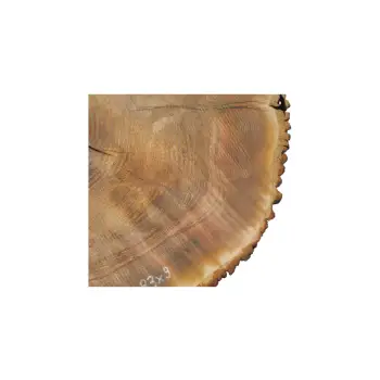 Plaster Jesionowy 96x83x9cm
