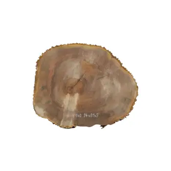 Plaster Jesionowy 94x81x9cm