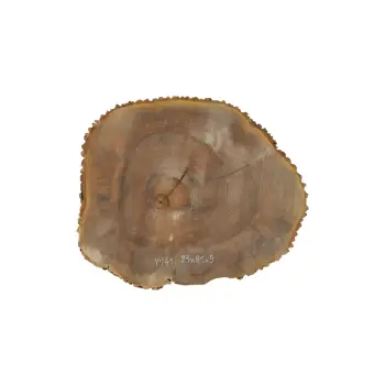 Plaster Jesionowy 93x81x9cm