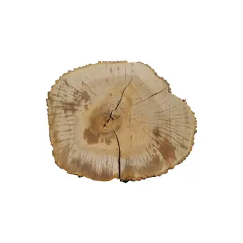 Plaster Jesionowy 97x83x9cm