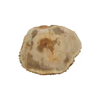 Plaster Jesionowy 95x83x8cm