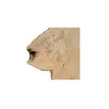 Plaster Jesionowy 110x78x8cm