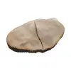 Plaster Jesionowy 107x77x8cm