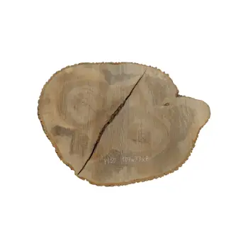 Plaster Jesionowy 107x77x8cm