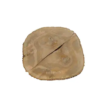 Plaster Jesionowy 88x81x10cm