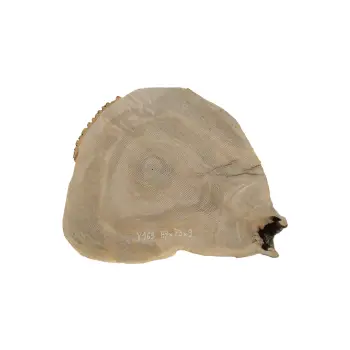 Plaster Jesionowy 87x73x9cm