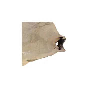 Plaster Jesionowy 87x73x9cm