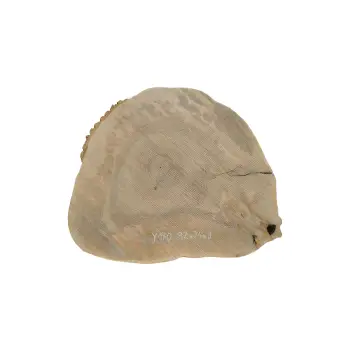 Plaster Jesionowy 82x74x9cm