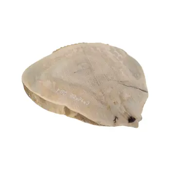 Plaster Jesionowy 82x74x9cm