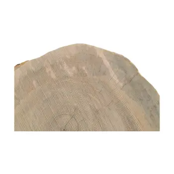 Plaster Jesionowy 82x73x9cm