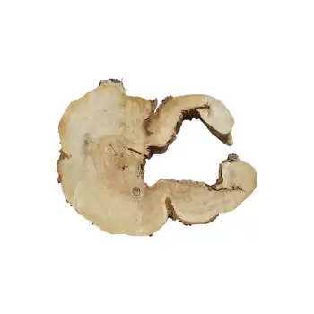 Plaster Kasztanowca 90x67x9cm