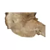 Plaster Kasztanowca 80x67x9cm