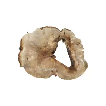 Plaster Kasztanowca 80x67x9cm