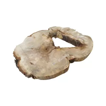 Plaster Kasztanowca 80x67x9cm