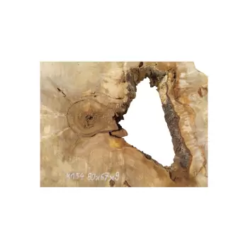 Plaster Kasztanowca 80x67x9cm
