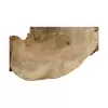 Plaster Kasztanowca 85x67x8cm