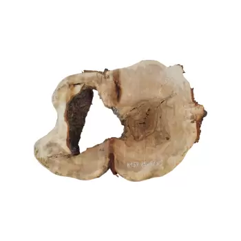 Plaster Kasztanowca 85x67x8cm