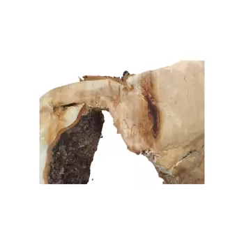 Plaster Kasztanowca 85x67x8cm