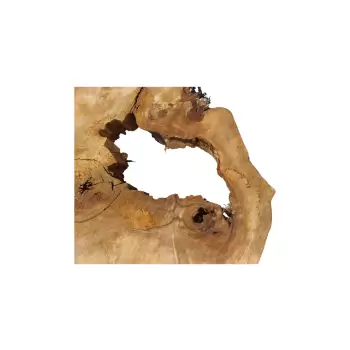 Plaster Kasztanowca 82x69x9cm