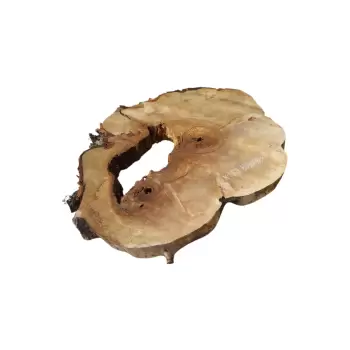 Plaster Kasztanowca 80x68x8cm