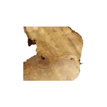 Plaster Kasztanowca 80x68x8cm